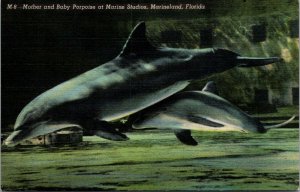 Mother & Baby Porpoise at Marine Studios, Marine land F.L vtg postcards