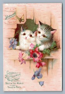 SOMERVILLE NJ CUTE KITTENS VICTORIAN TRADE CARD LOSEY & MAXWELL GROCERS