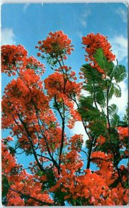 M-46625 Royal Poinciana Tree in Full Bloom in Key West Florida