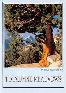 Tuolumne Meadows - Yosemite National Park