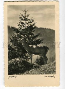 251454 HUNT Mount DEER Vintage Photo postcard