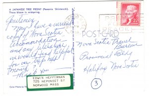 Japanese Tree Peony, Used  1958,  White Flowers