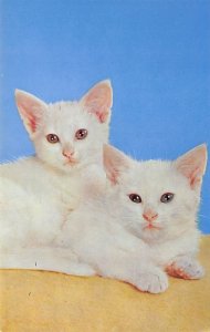 White Kittens Long Island City, NY, USA Cat Unused 