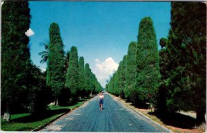 Postcard ROAD SCENE State Of Florida FL AL9535