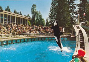 Skana The Killer Whale Vancouver Aquarium British Columbia Canada