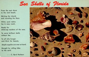 Florida Sea Shells