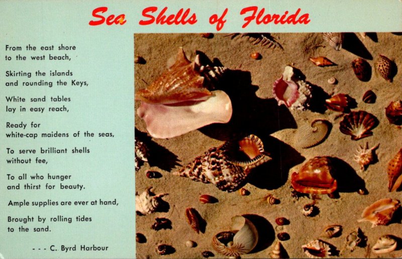 Florida Sea Shells