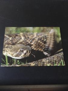 Vtg Postcard: Diamondback Rattlesnake , Oklahoma