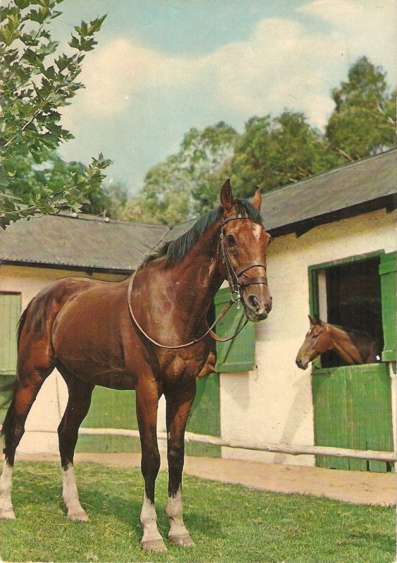 Horses. Mother and colt Nice modern Dutch   photo postcard. Size 15 x 10,5 cms