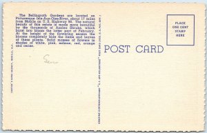 1940 Mobile AL Bellingrath Gardens Scene Azalea Shrub Flower Landscaping PC A252