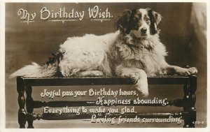 Animals Academy series Postcard dog picture Birthday wish