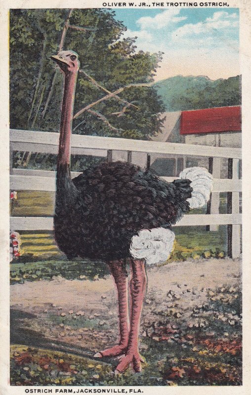 JACKSONVILLE, Florida, 00-10s; Ostrich Farm, Oliver W. Jr., The Trotting Ostrich