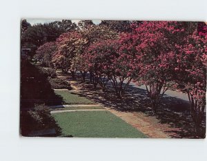 Postcard Avenue of the Crape Myrtle, Norfolk, Virginia