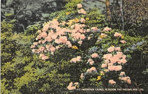 Mountain Laurel in Bloom  Pocono Mountains, Pennsylvania PA