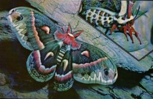 Cecropia Moth