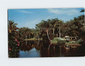 Postcard A typical scene in Sarasota Jungle Gardens In Tropical Sarasota FL USA