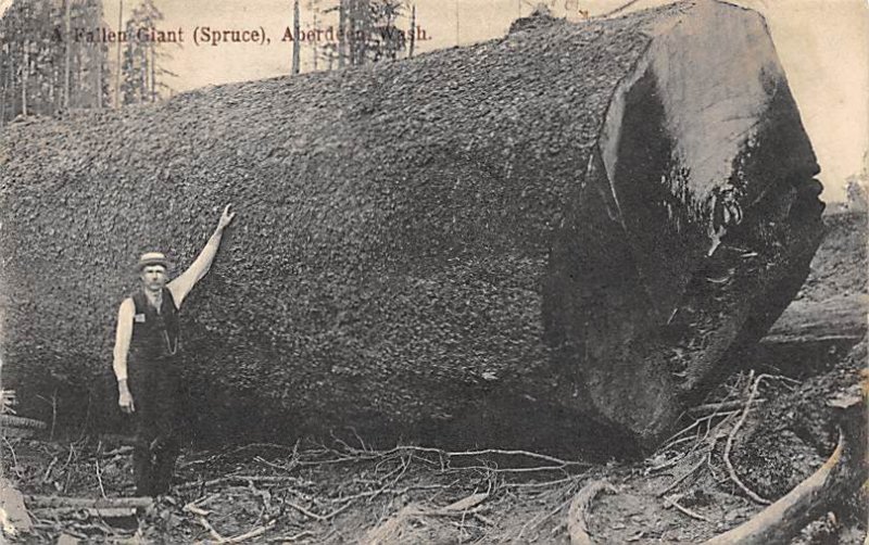 Fallen Giant Spruce Aberden, Washington, USA 1908 Missing Stamp 