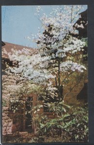 America Postcard - Dogwood Tree, DuPont Lodge, Cumberland Falls,Kentucky RS20947