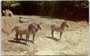 Postcard - Brookfield Zoo - Brookfield, Illinois