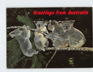Postcard Koalas in their natural surroundings, Greetings from Australia