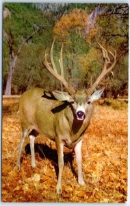 Postcard - Mule Deer, Yosemite Valley - California