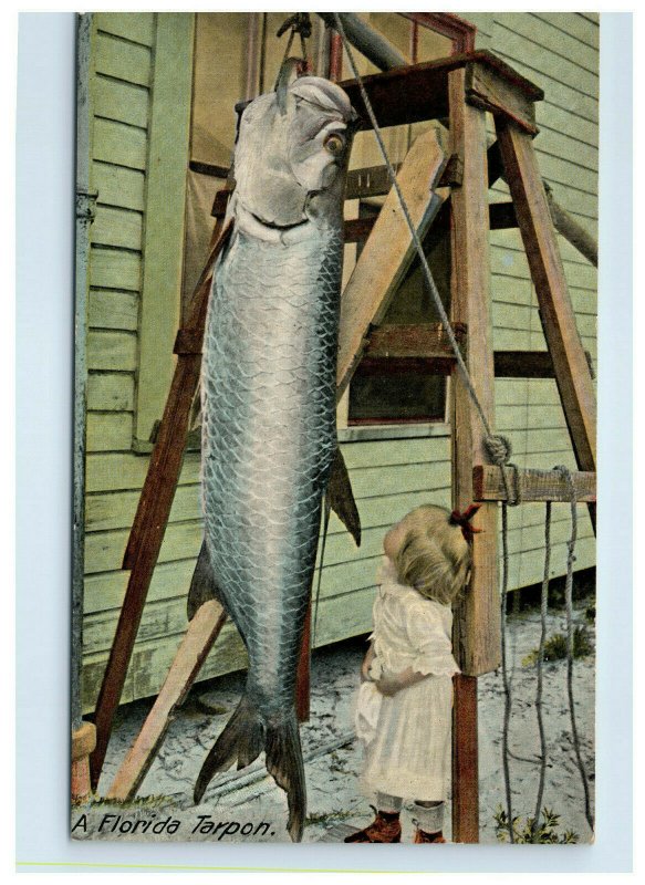 Early Florida Tarpon Postcard Little Girl Looking Up