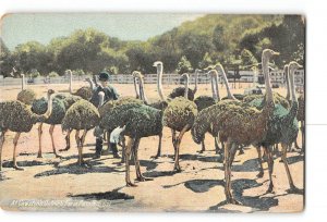 Pasadena California CA Postcard 1907-1915 Cawston's Ostrich Farm