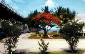 Florida Keys Royal Poinciana In Bloom At Pigeon Key