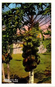 Hawaiian Island Papaya Tree With Fruit