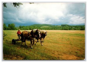 Belgian Draft Horses Billings Farm Woodstock Vermont UNP Continental Postcard Z6