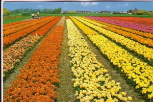 Large Field of Flowers, Netherlands