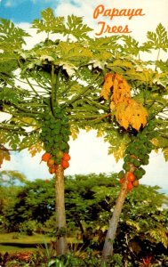 Hawaii Papaya Trees Bearing Fruit