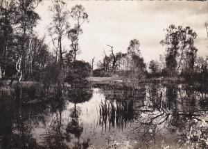 France Fontainbleau Le Palais La Foret aux Fees