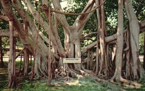 Vintage Postcard Great Banyan Tree Thomas Edison Winter Home Fort Myers Florida