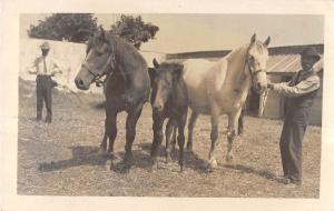 Group Of Three Real Photo Horses And Rider/Caretaker Views Real Photo PCs V18200