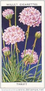 Wills Vintage Cigarette Card Wild Flowers 1936 1st Series No 43 Thrift