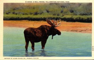 Yellowstone National Park Bull Moose 1952 Curteich