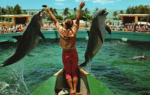 Vintage Postcard Two Happy Go Lucky Porpoises Jump For Fish Feed Miami Florida