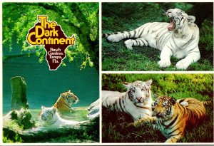 Florida Tampa Busch Gardens The Dark Continent White Tiger Multi View