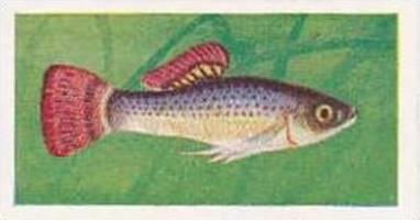 Mitchum Foods Vintage Trade Card Aquarium Fish 1957 2nd Series No 26 Liberty ...