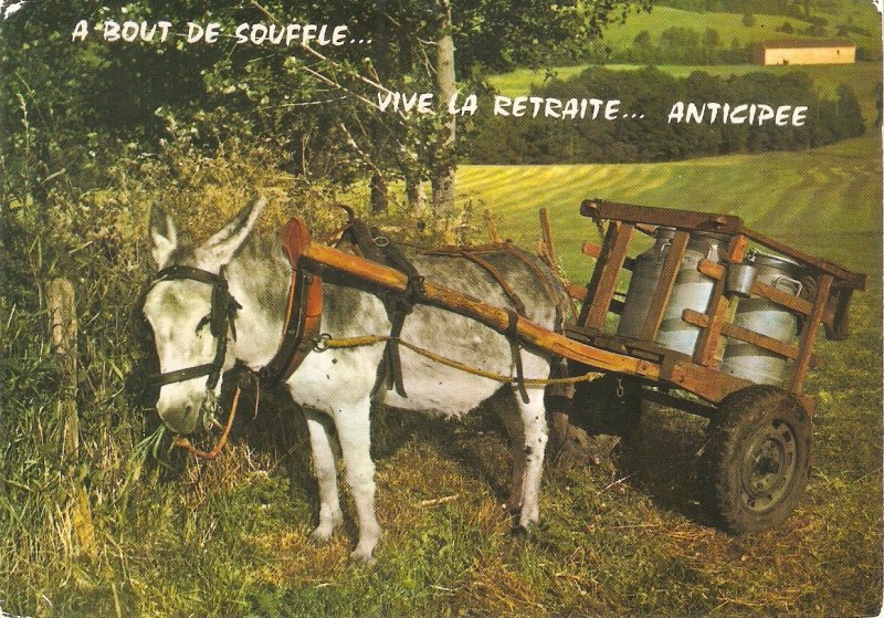 Donkey pulñling of africultural carriage Humorous modern French postcard