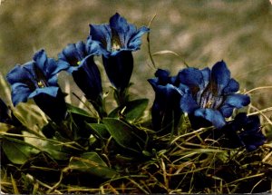 Switzerland Alpine Flowers Stemless Gentian