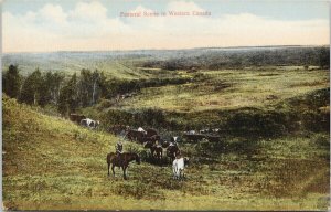 Pastoral Scene in Western Canada Cattle Horses Men Canadian West #2 Postcard E82