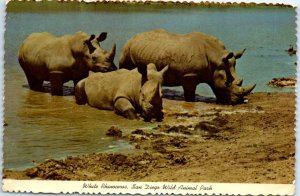 Postcard - White Rhinoceros, San Diego Wild Animal Park - San Diego, California
