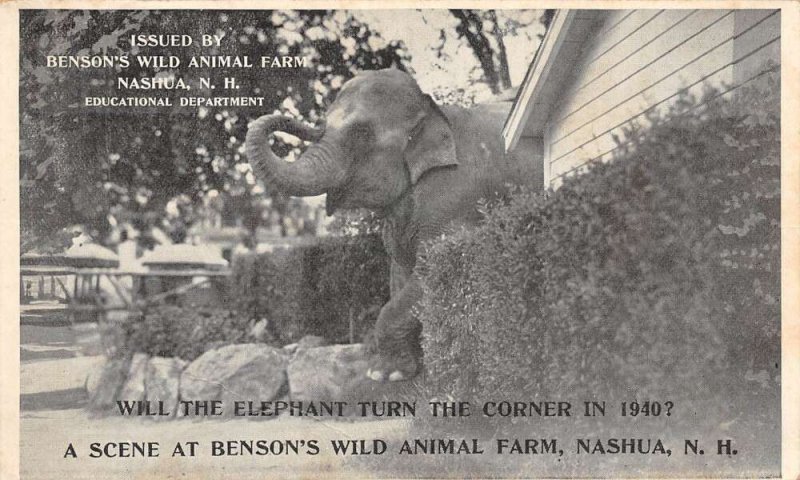 Nashua New Hampshire Benson's Wild Animal Farm Elephant Vintage Postcard AA66221