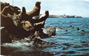 Sea Lions Monterey Peninsula, California, USA Unused 