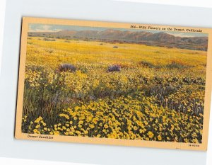 Postcard Wild Flowers on the Desert California USA