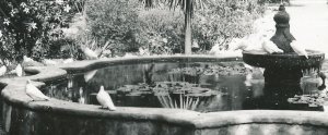 RPPC Mission San Juan Capistrano CA, California Gardens -  Plunkett Photo