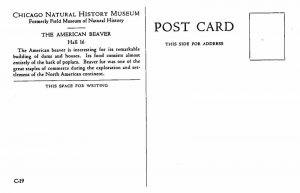 Postcard MUSEUM SCENE Chicago Illinois IL AS1092