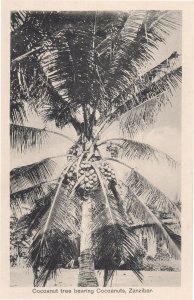 Zanzibar Giant Cocoanut Cocoa Tree Africa Old Postcard